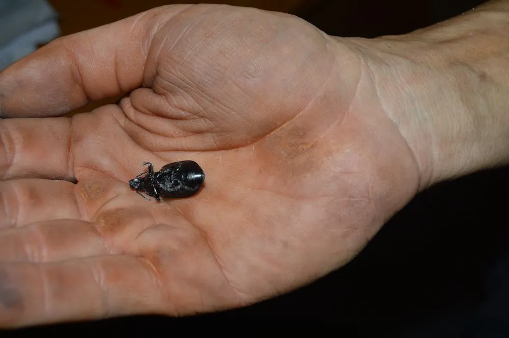 Slide of Action Duct Cleaning