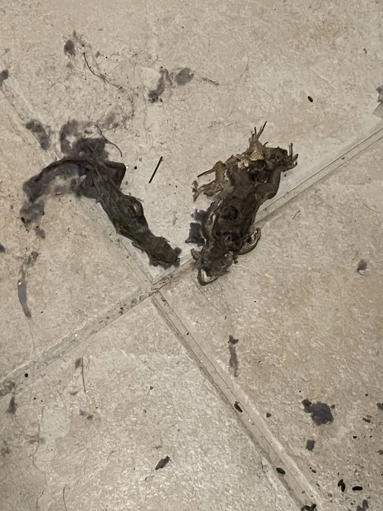 Slide of AD Pro Master