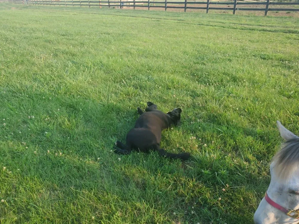 Slide of Advanced Service