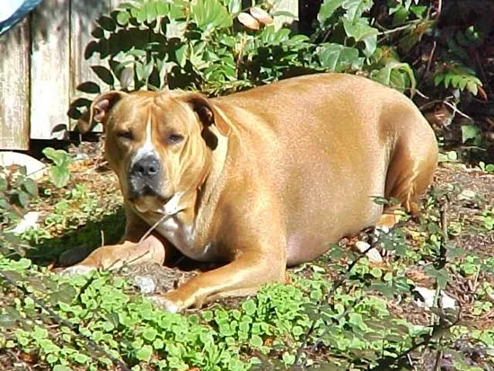 Slide of AirPros Energy