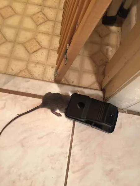 Slide of American Insulation & Rodent Solutions