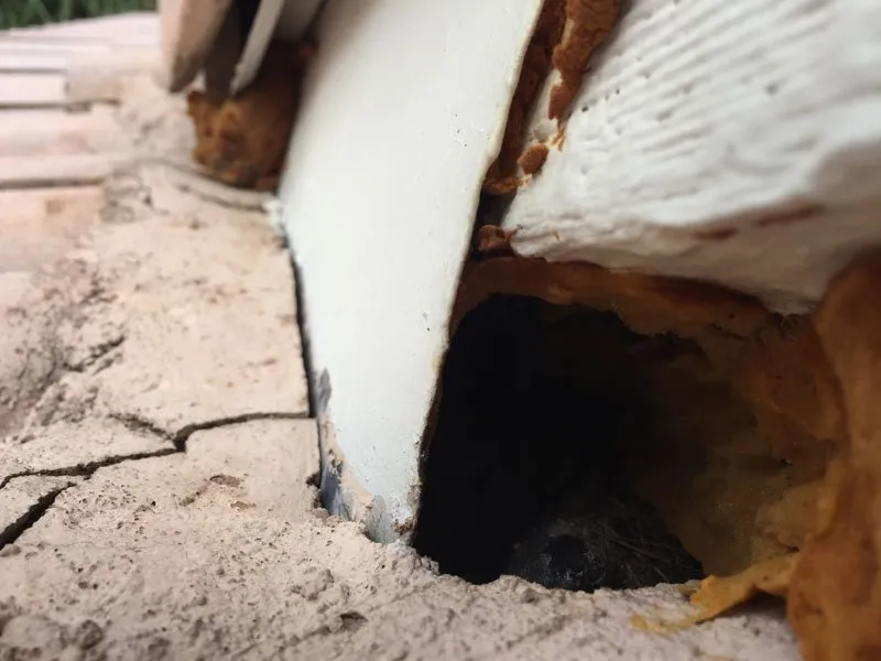 Slide of American Insulation & Rodent Solutions