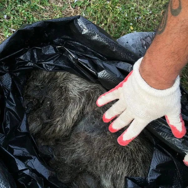 Slide of American Insulation & Rodent Solutions