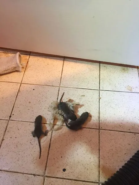 Slide of American Insulation & Rodent Solutions