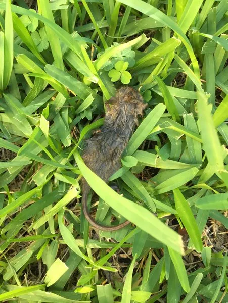 Slide of American Insulation & Rodent Solutions