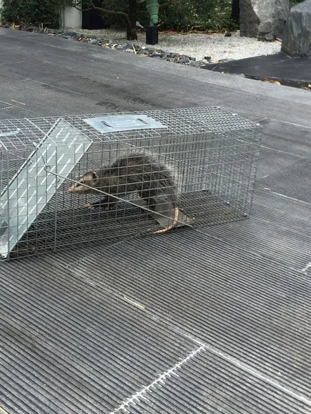 Slide of American Insulation & Rodent Solutions