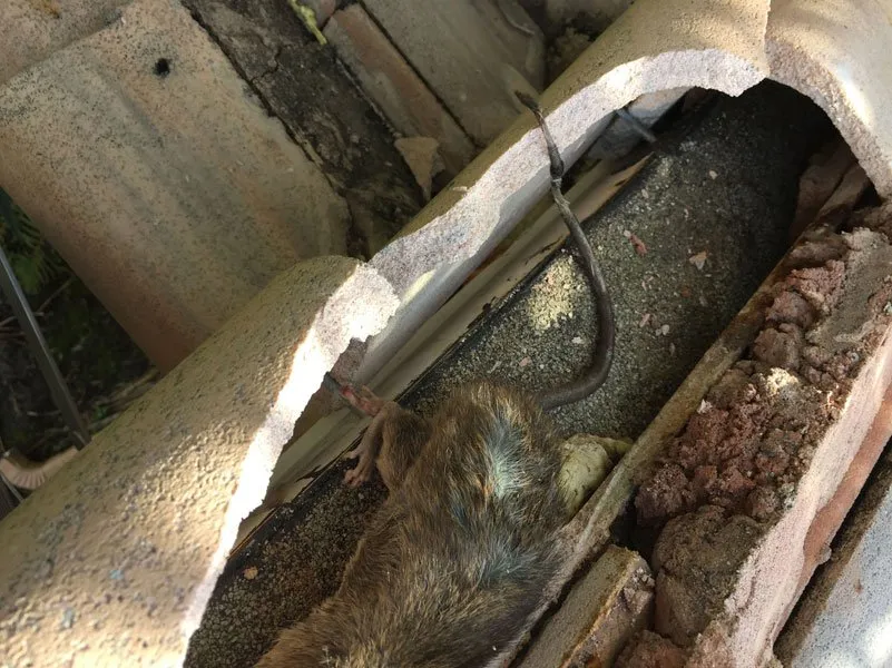 Slide of American Insulation & Rodent Solutions