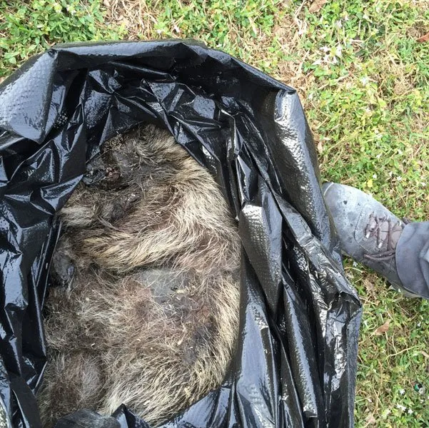 Slide of American Insulation & Rodent Solutions