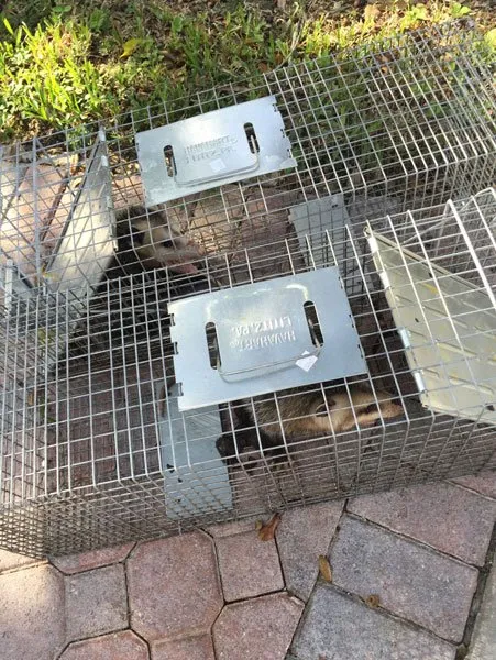 Slide of American Insulation & Rodent Solutions