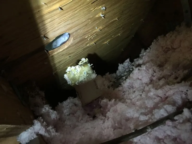 Slide of American Insulation & Rodent Solutions