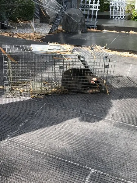 Slide of American Insulation & Rodent Solutions