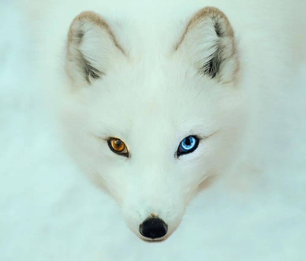 Slide of Arctic Fox Heating & Air