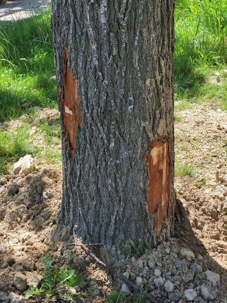 Slide of ARS / Rescue Rooter