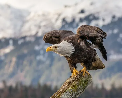 Bald Eagle Hvacr Service