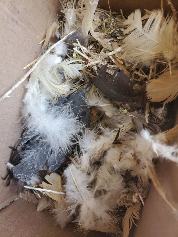 Slide of Before & After Air Care