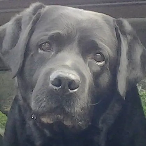 Slide of Black Dog Heating & Air