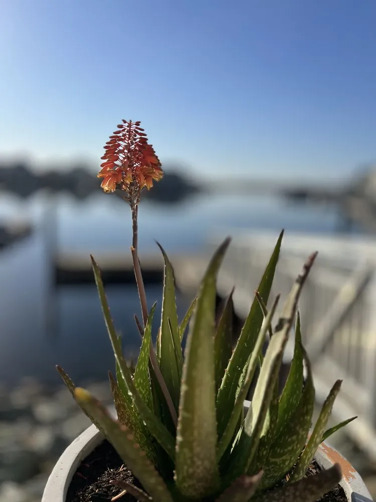 Slide of BMJ US Builder