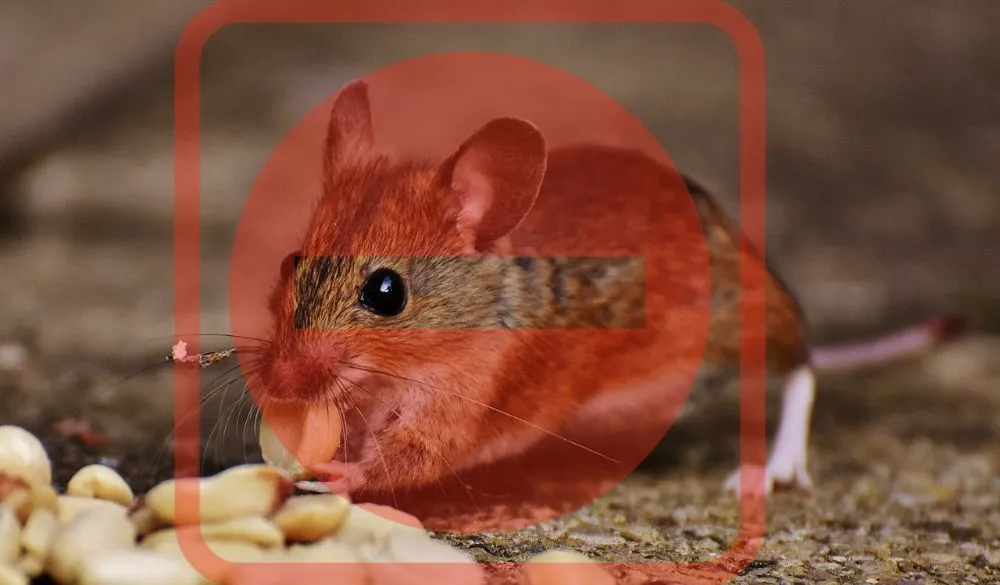 Slide of Brieza Energy Efficiency Services