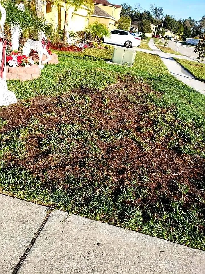 Slide of Bunny Care Special Services