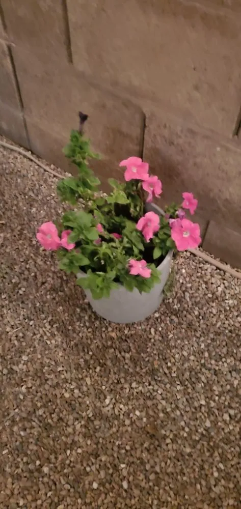 Slide of Cardenas Maintenance Services