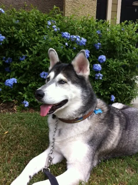 Slide of Champion and Nash