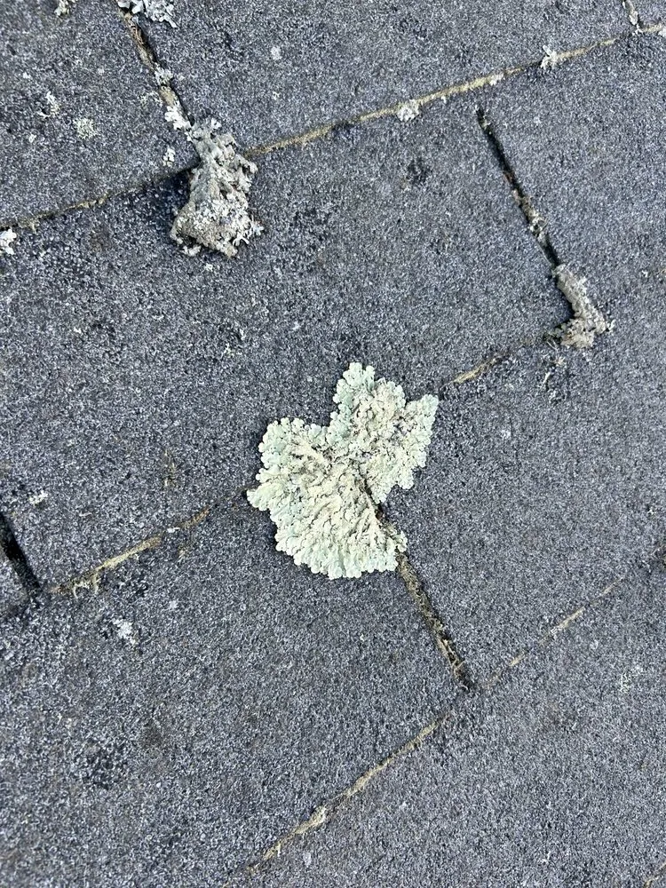 Slide of CleanUp-Services