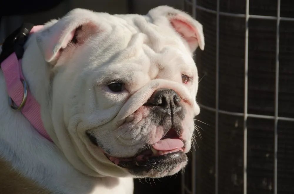 Slide of Comfort Pro