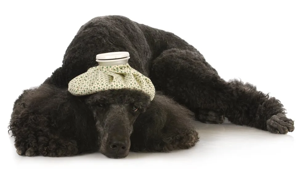 Slide of Custom Comfort Air