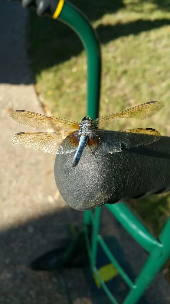 Slide of Dragonfly Mechanical