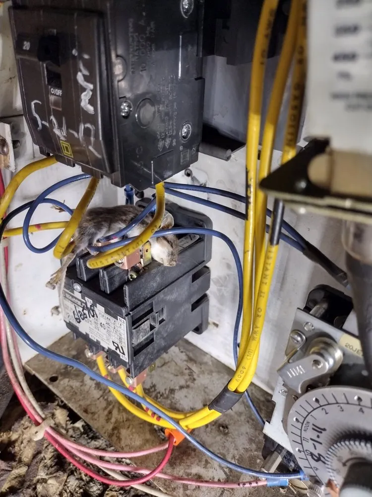 Slide of Dream Starter