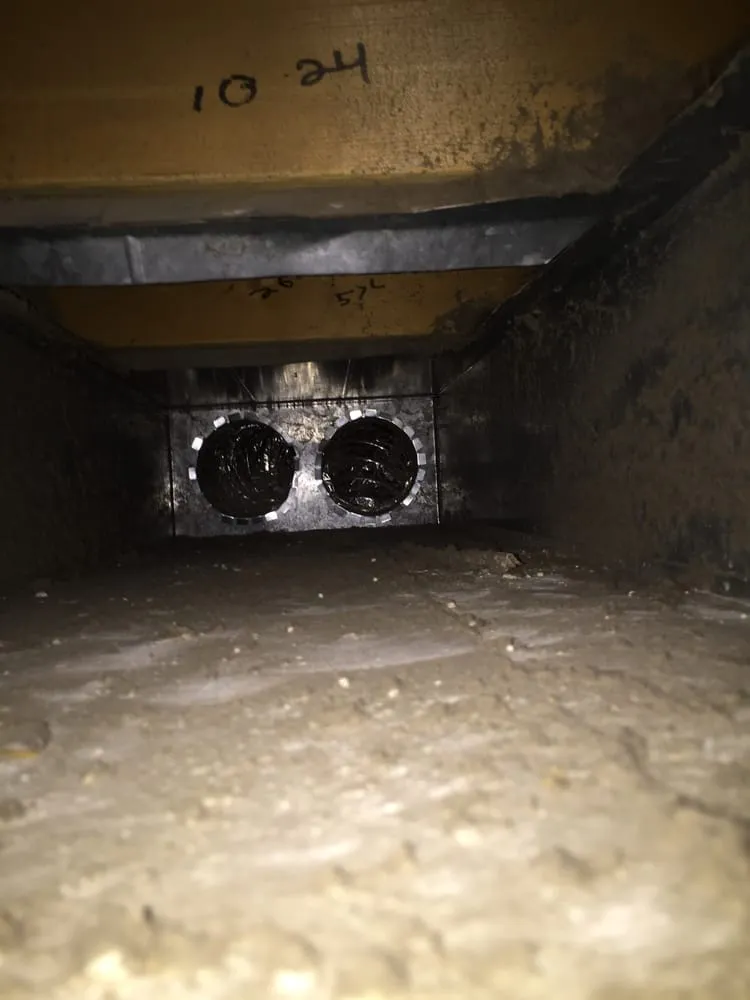Slide of Duct Dogs