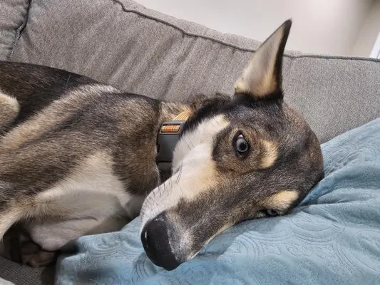 DUCTZ of West St. Louis