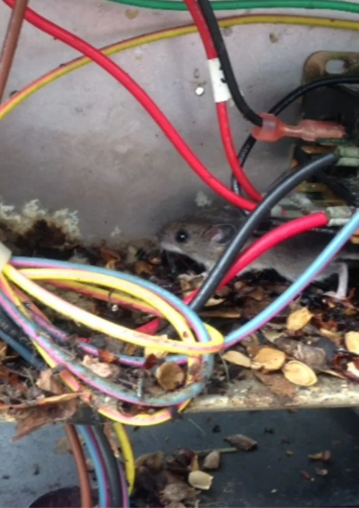 Slide of E C Merrill