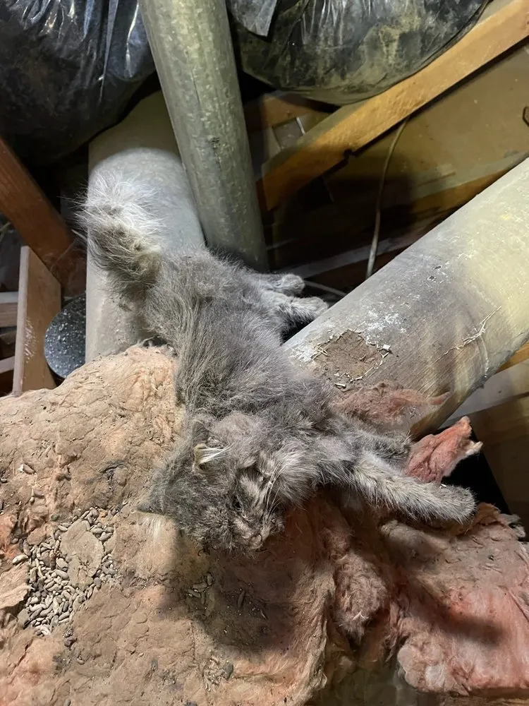 Local air conditioning tune-up in Tarzana, CA - Energy HVAC Services