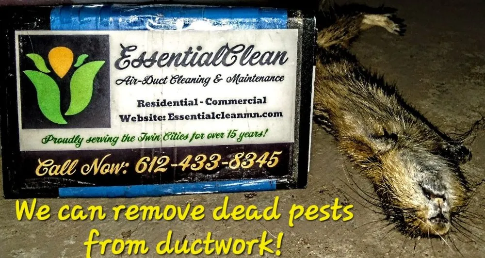 Slide of Essential Clean