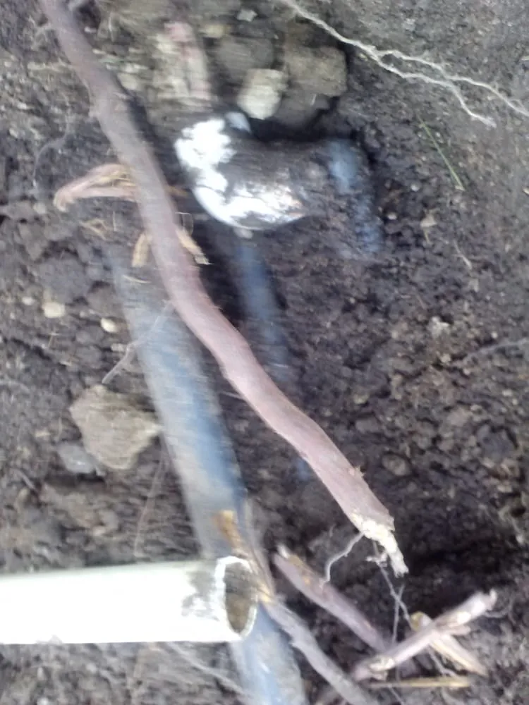 Slide of Five Star Drains and Plumbing