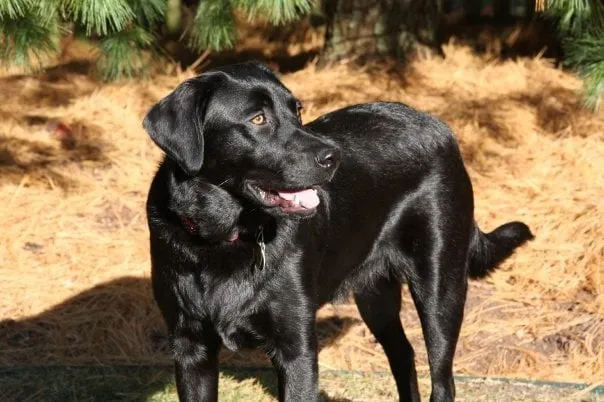 Slide of Flame Furnace