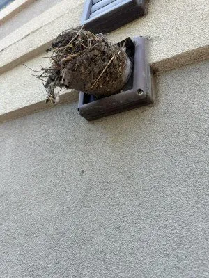 Slide of Fresh and Clean Carpets