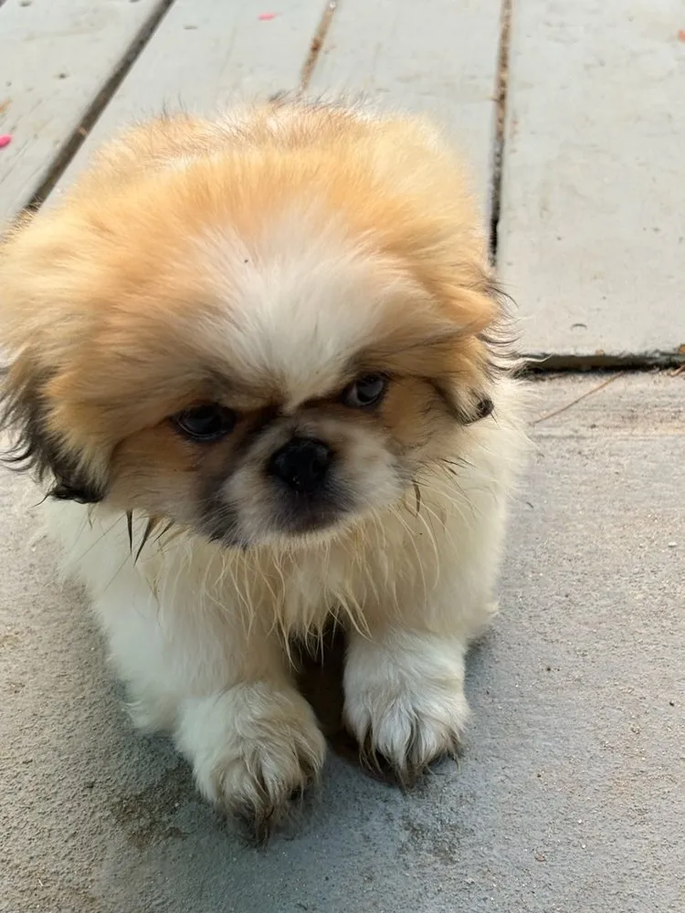 Slide of General Service Mechanical