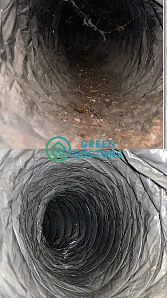 Slide of Green Ductors