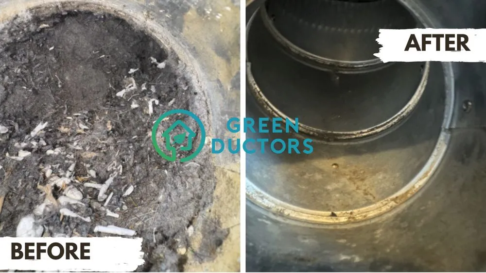 Slide of Green Ductors