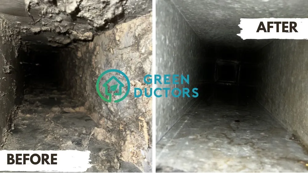 Slide of Green Ductors