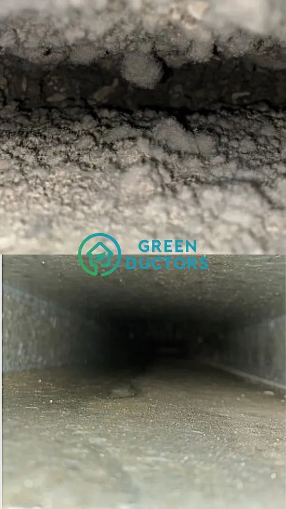 Slide of Green Ductors