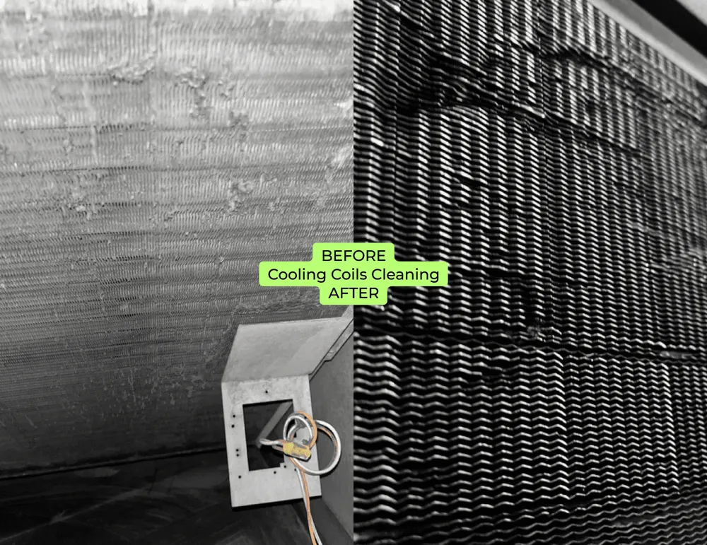 Slide of Green Ductors