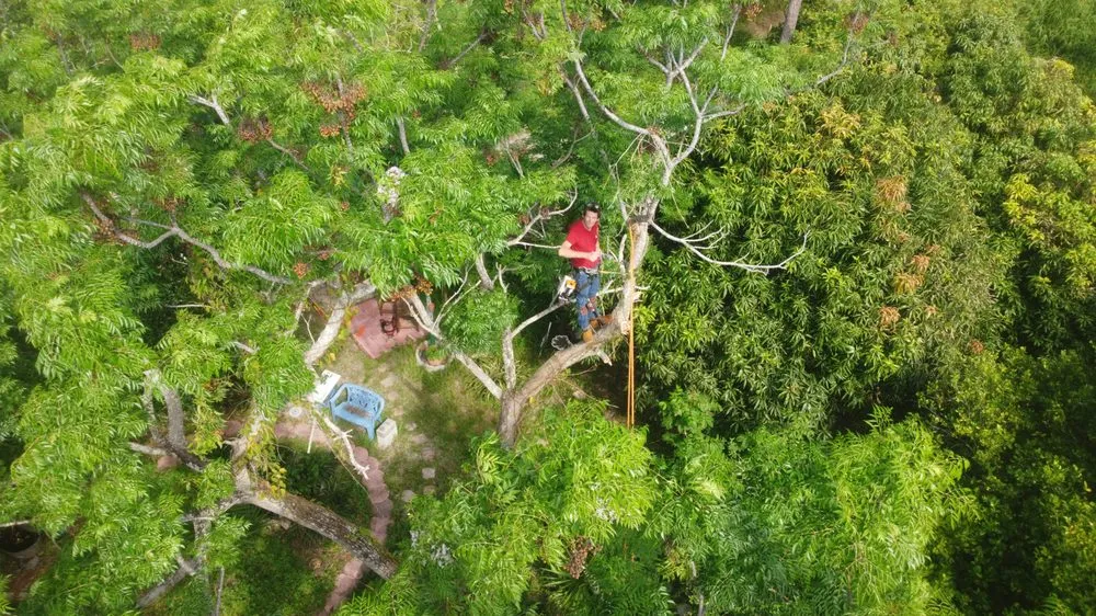 Slide of Im Collins It