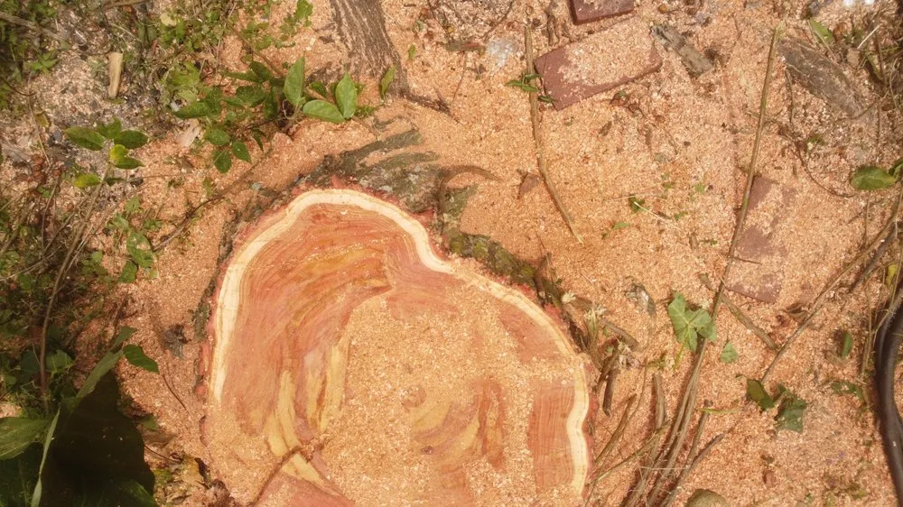 Slide of Im Collins It