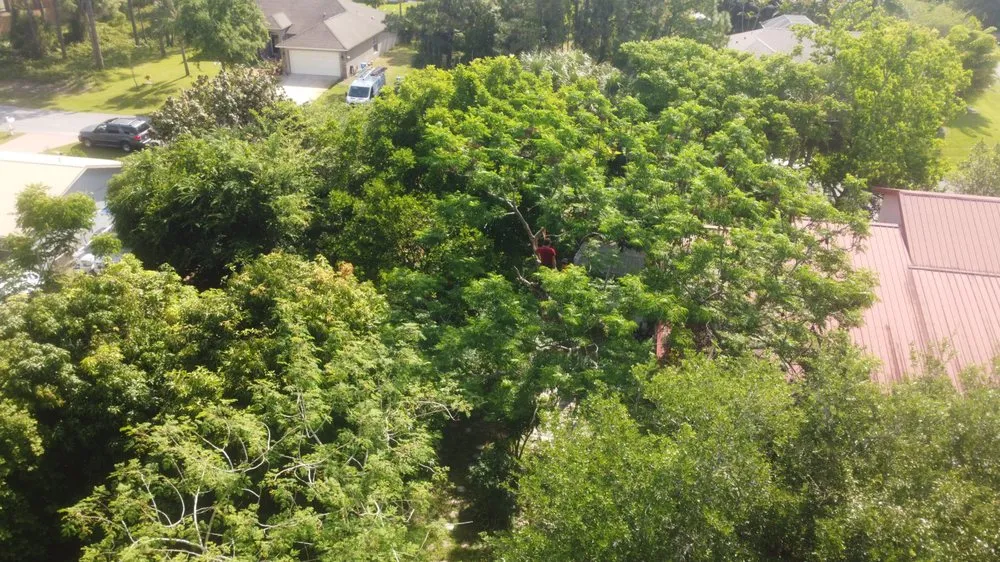 Slide of Im Collins It