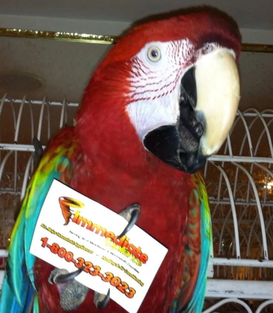 Slide of Immediate Appliance Repair