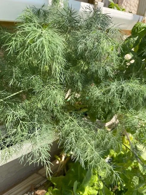 Slide of Joe Does Solar By LMNdeavors