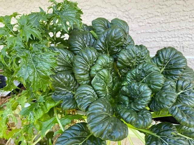 Slide of Joe Does Solar By LMNdeavors